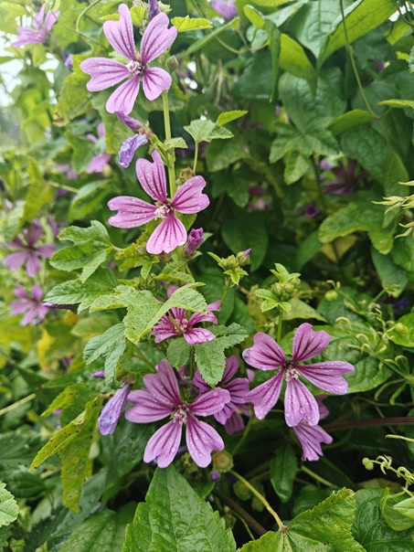Common Mallow